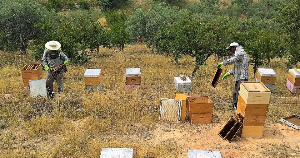 Μελισσοκομία στην Αργολίδα